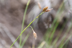 Carex macrogyna