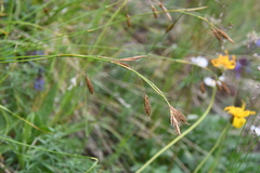 Carex macrogyna