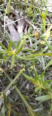 Cyanothamnus nanus nanus