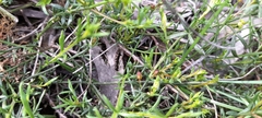 Cyanothamnus nanus nanus