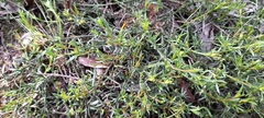 Cyanothamnus nanus nanus