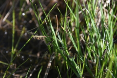 Carex magellanica