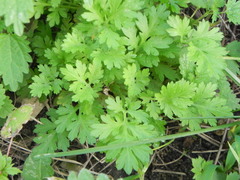 Artemisia absinthium