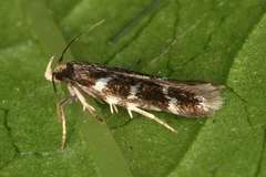 Eulamprotes wilkella