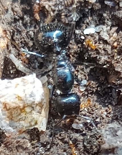 Messor capensis