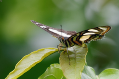 Metamorpha elissa