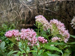Eupatorium cannabinum