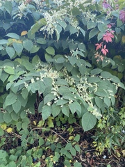 Reynoutria japonica