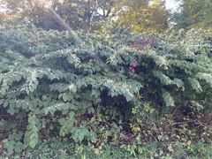 Reynoutria japonica