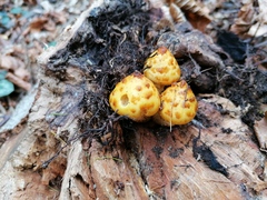 Pholiota adiposa