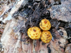 Pholiota adiposa