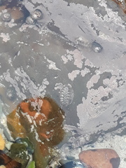 Acanthochitona garnoti