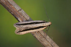 Mirificarma interrupta
