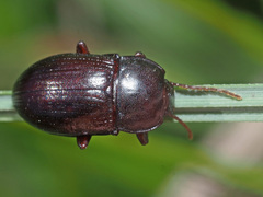 Nalassus convexus