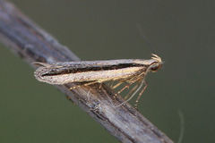 Mirificarma interrupta