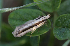 Mirificarma interrupta