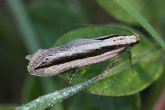Mirificarma interrupta