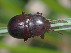 Nalassus convexus