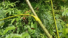 Plectocomiopsis geminiflora