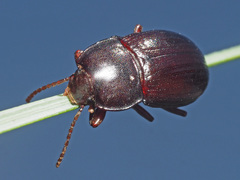 Nalassus convexus