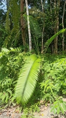 Plectocomiopsis geminiflora