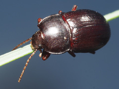 Nalassus convexus
