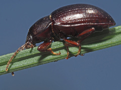 Nalassus convexus