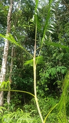 Plectocomiopsis geminiflora