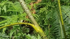 Plectocomiopsis geminiflora