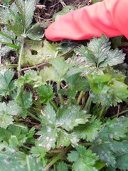 Potentilla intermedia