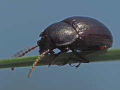 Nalassus convexus