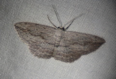 Scopula desita