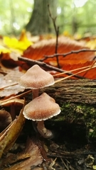 Fungi