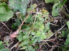Potentilla intermedia