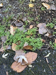 Magnoliopsida