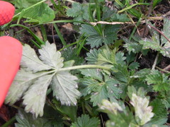 Potentilla intermedia