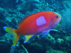 Pseudanthias pleurotaenia