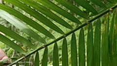 Plectocomiopsis geminiflora