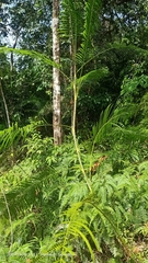 Plectocomiopsis geminiflora