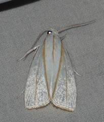 Cryptophasa flavolineata