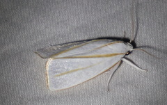 Cryptophasa flavolineata