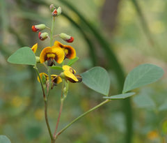 Goodia medicaginea