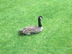Branta canadensis