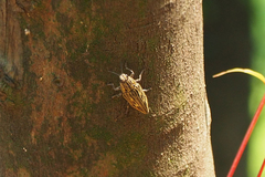 Chalcophora japonica