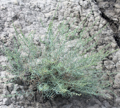 Halothamnus