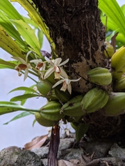 Coelogyne trinervis
