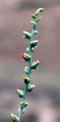 Halothamnus