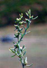 Halothamnus