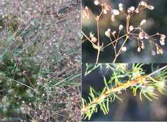 Pharnaceum elongatum