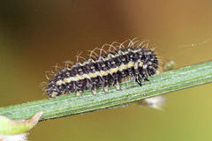 Heterogynis penella